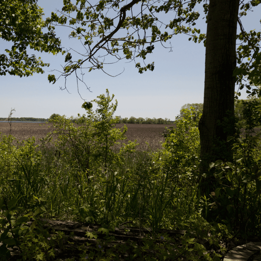 Various trees and plants growing.